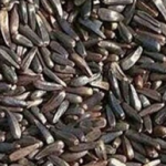 KARALA SEEDS ( KHANSURI)